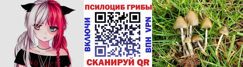 Галлюциногенные грибы GOLDEN TEACHER закладка Ладушкин